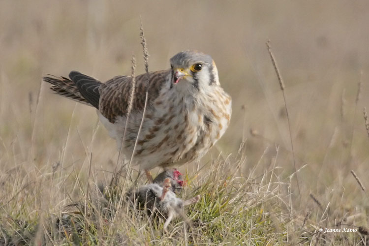 Kestrel