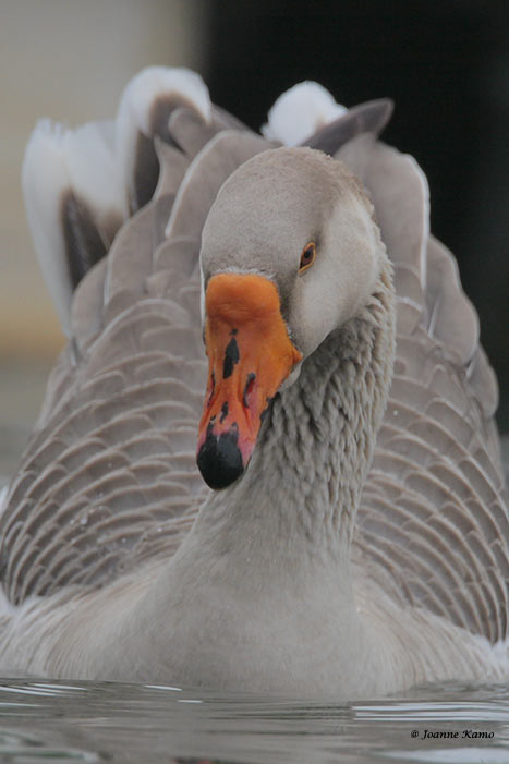 Graylag (Barnyard) Goose