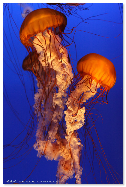 Sea Jelly Spectacular - Ocean Park