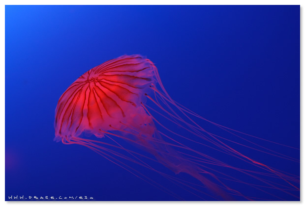 Sea Jelly Spectacular - Ocean Park