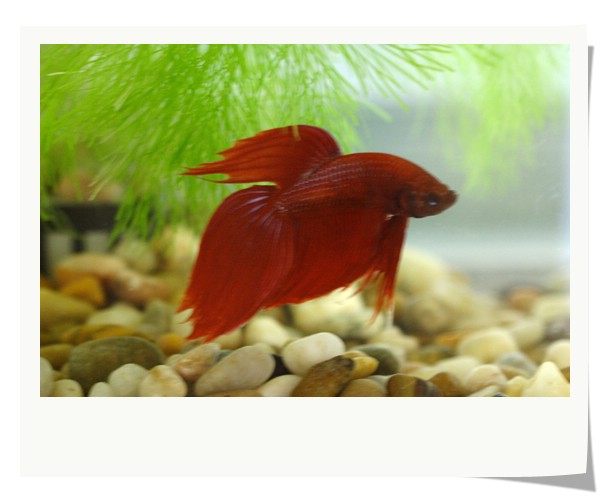 Betta