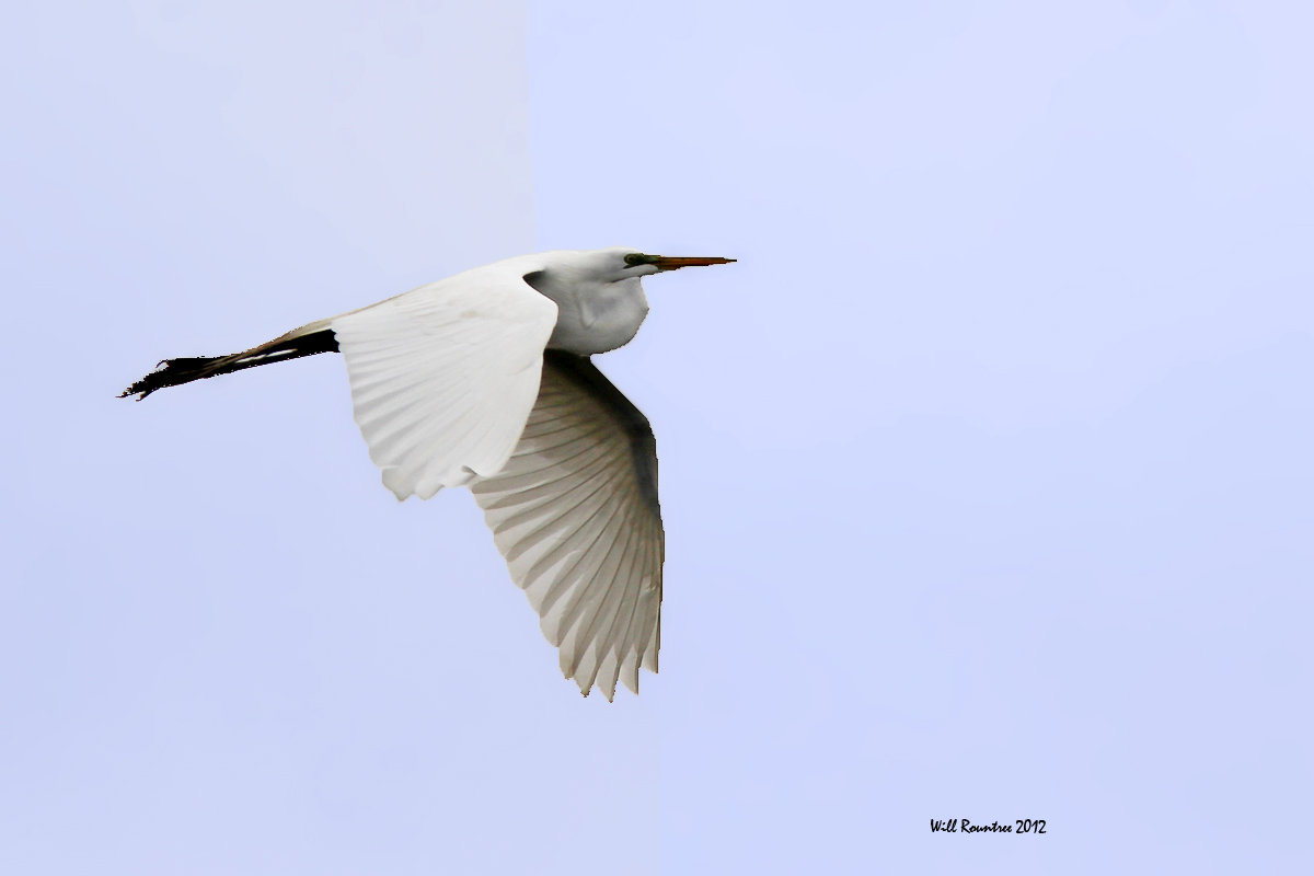 IMG_7097_GreatEgret_10x100.jpg