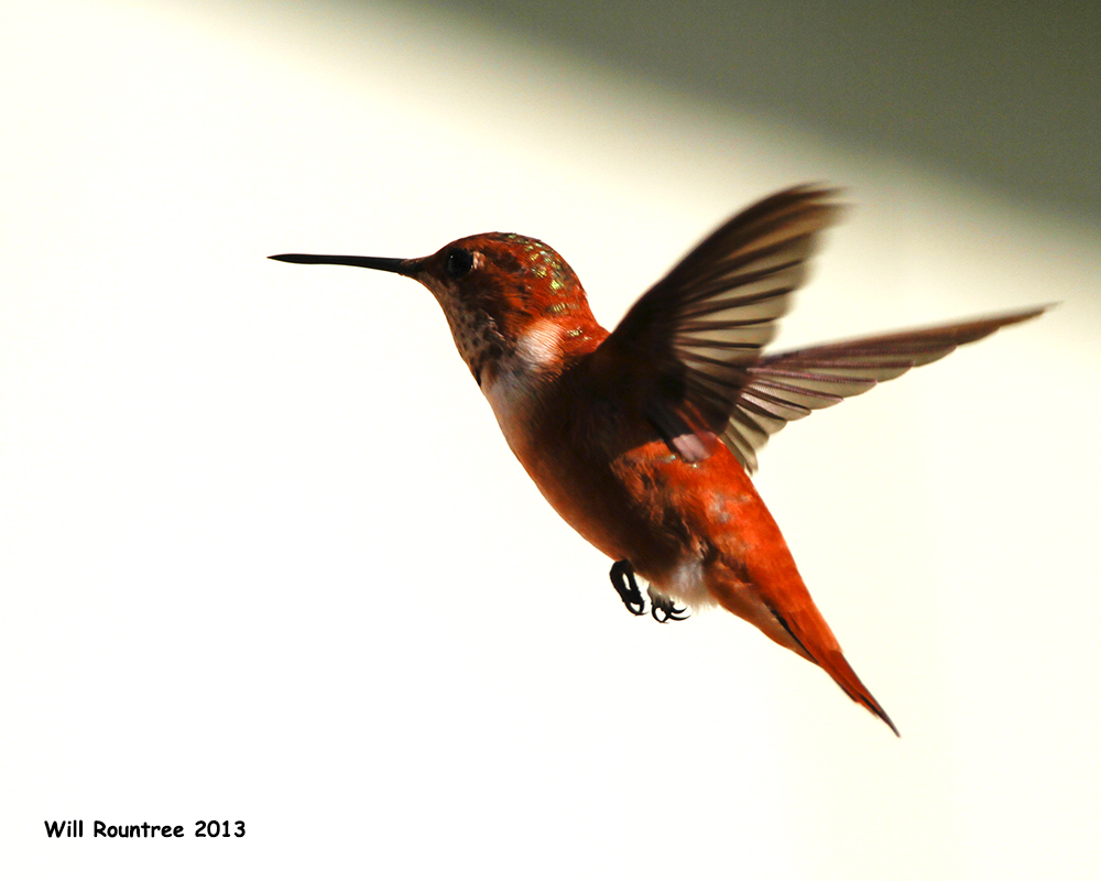 _MG_1852_RufusHummingbird.jpg