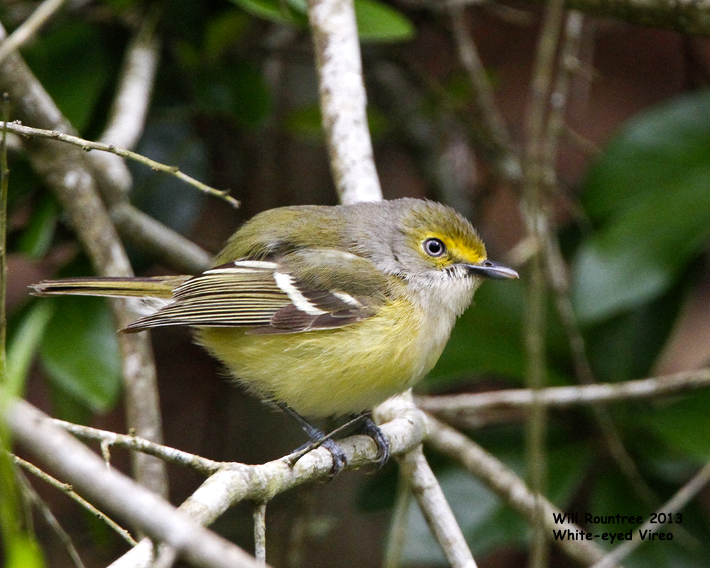 _MG_4708_WhteyeVireo.jpg