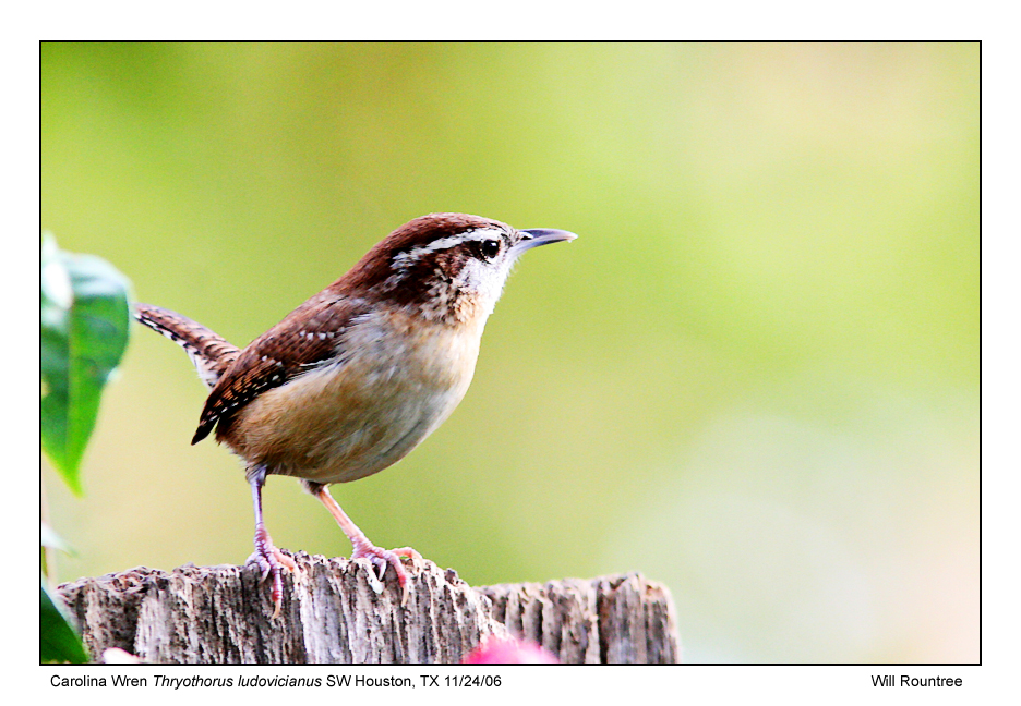 IMG_7405_CarWren_13x72.jpg