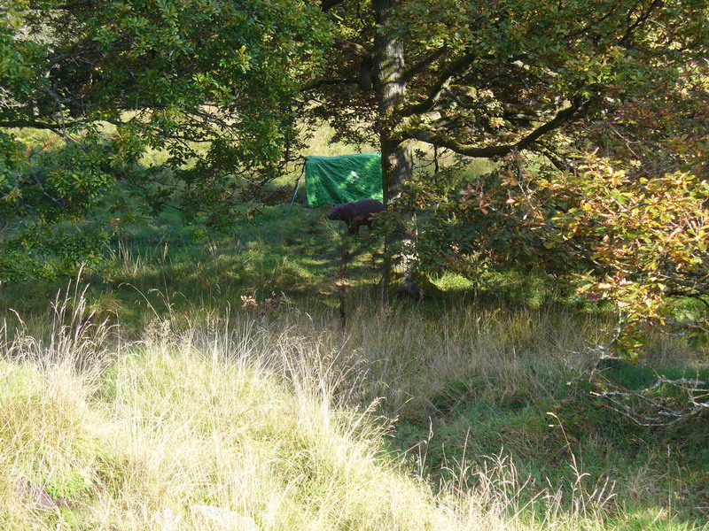 pennington07-10_18.JPG