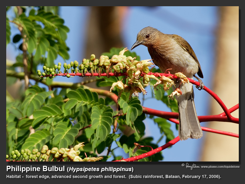Philippine_Bulbul-IMG_0686.jpg