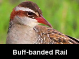 Buff-banded Rail