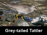 Grey-tailed Tattler at Manila Bay