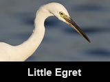 Manila Bay's Little Egrets
