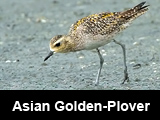 Asian Golden-Plover (Pluvialis fulva)