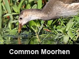 Common Moorhen