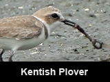 Kentish Plover