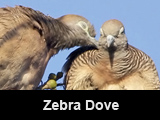 Zebra Doves in Pre-Mating Ritual