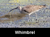 Whimbrel