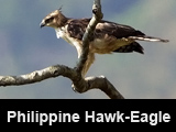 Philippine Hawk-Eagle