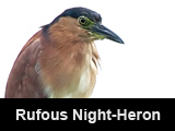 Rufous Night-Heron