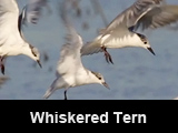 Whiskered Tern