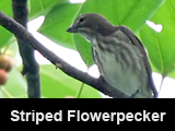 Striped Flowerpecker