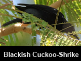 Blackish Cuckoo-Shrike