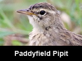 Paddyfield Pipit