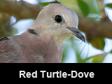 Red Turtle-Dove