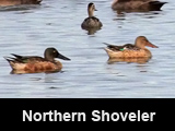 Northern Shoveler