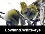 Lowland White-eye