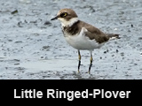 Little Ringed-Plover