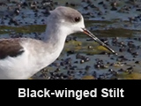 Black-winged Stilt