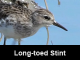 Long-toed Stint