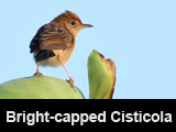 Bright-capped Cisticola