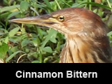 Cinnamon Bittern