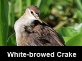 White-browed Crake