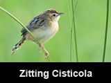 Zitting Cisticola