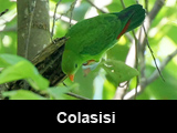 Colasisi