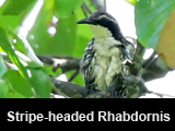 Stripe-headed Rhabdornis