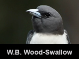 White-breasted Wood-Swallow