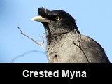 Crested Myna 