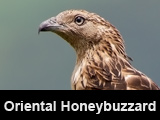 Oriental-Honeybuzzard