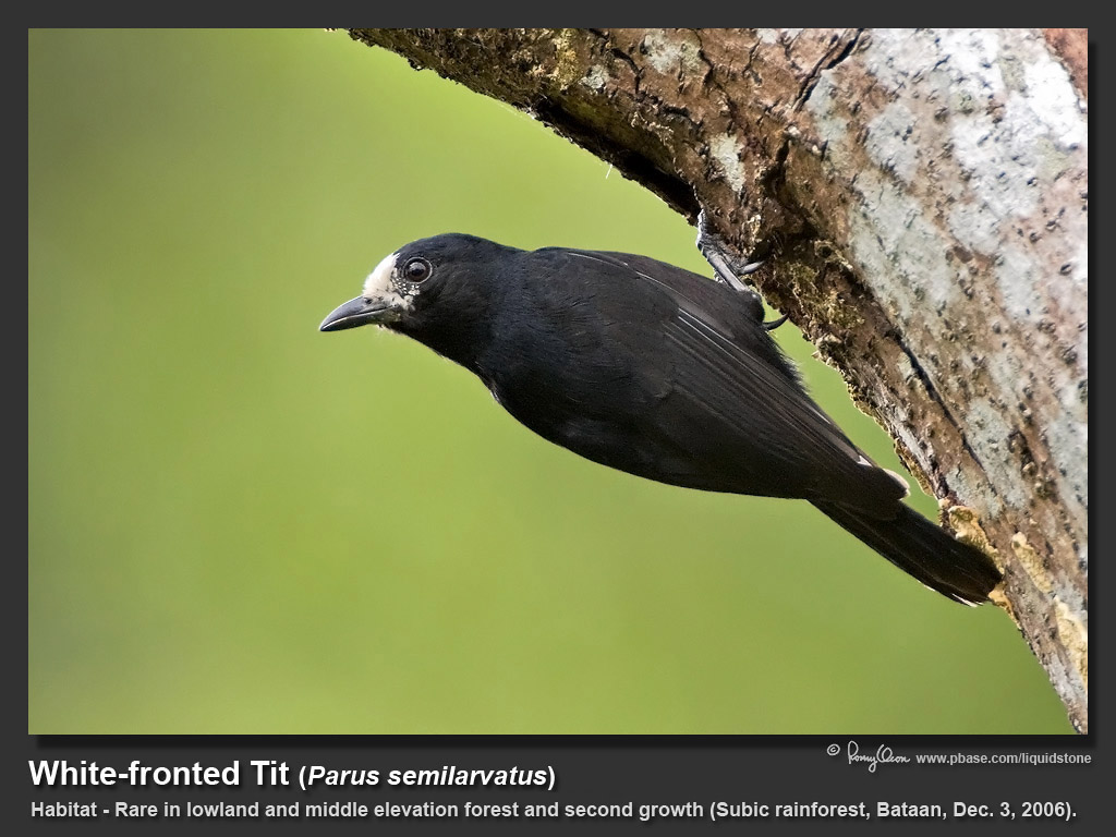 White-fronted_Tit-IMG_2700.jpg