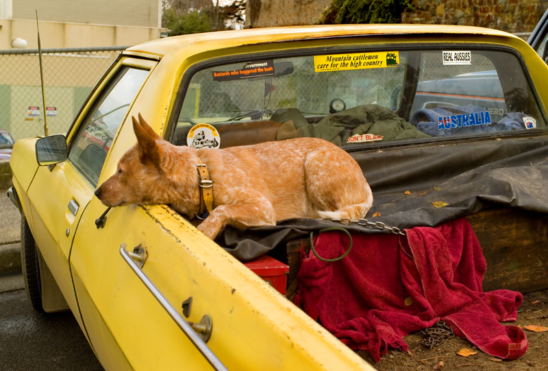 Red Dog Yellow Ute 2.