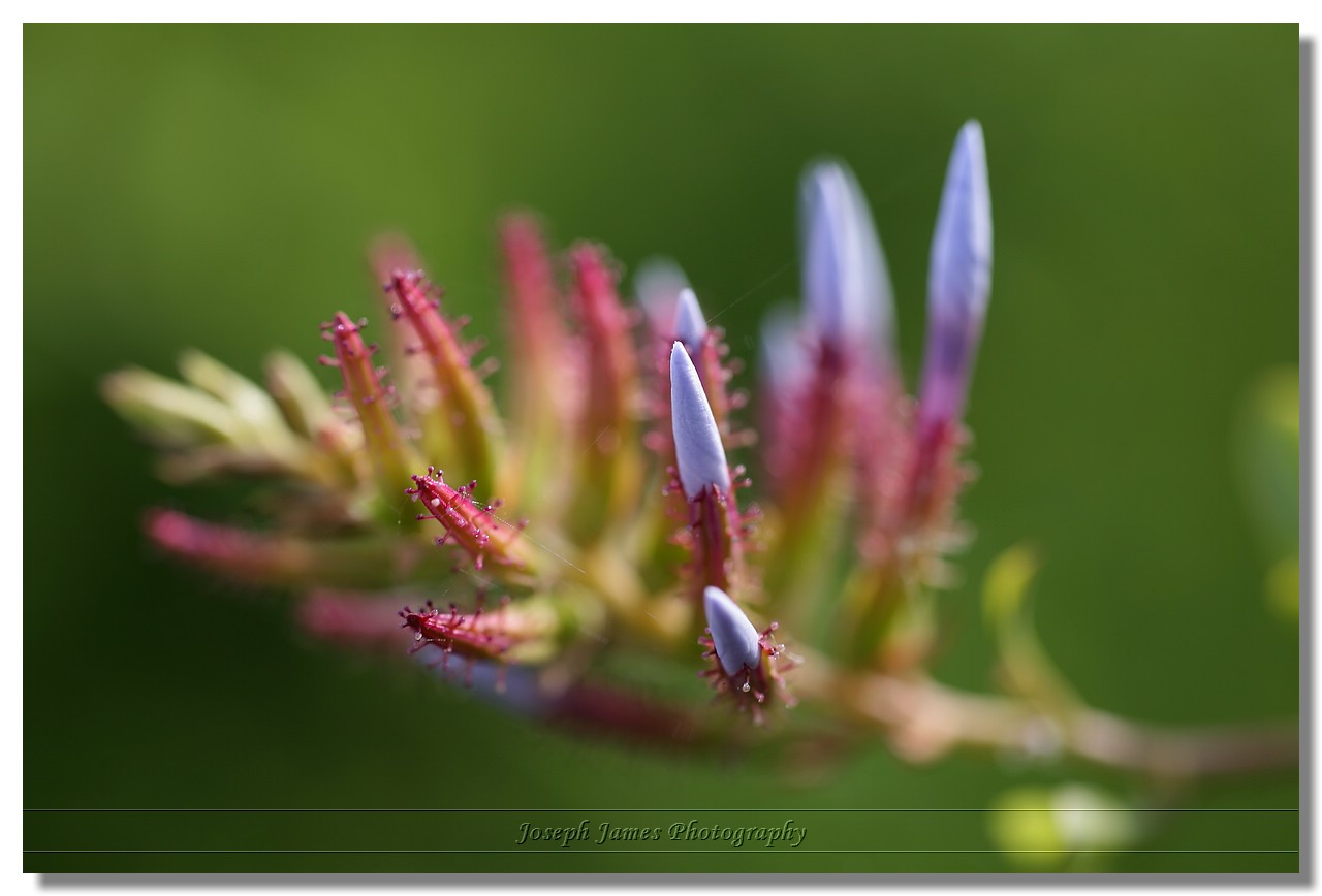 20110420 -- 164630 -- Canon 5D + Sigma 70 / 2.8 macro @ f/4, 1/80, ISO 100