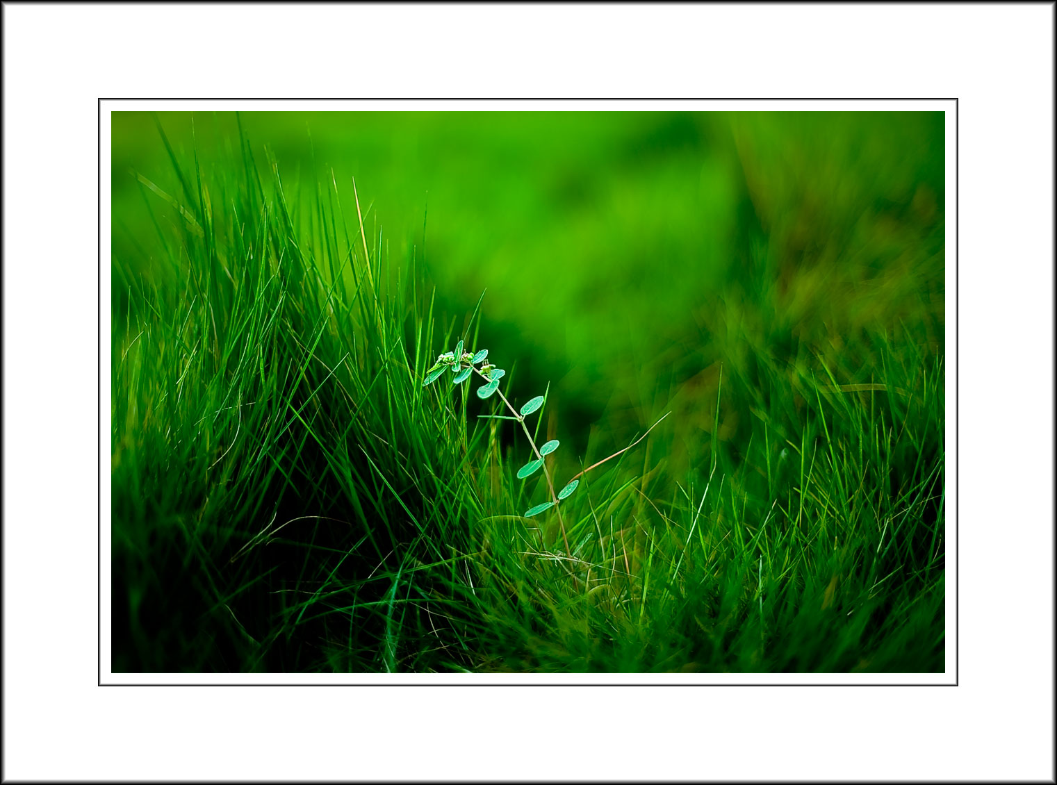 <font size=3><i> The Green Green Grass of Home