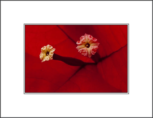 <font size=3><i>Little Flowers inside a Bougainvillea