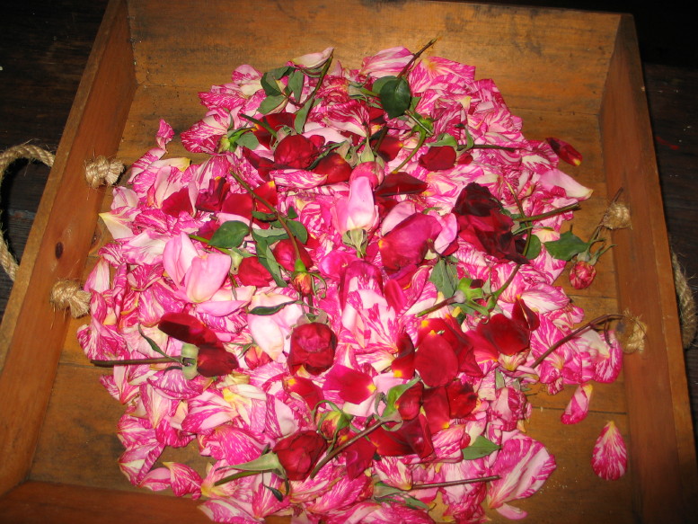 IMG_7590_46_1.JPG