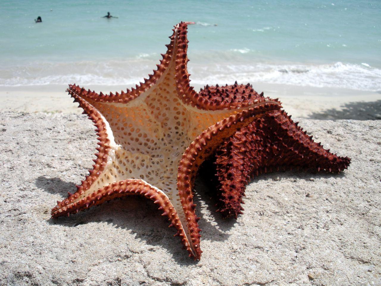 Bluefields Bay Starfish