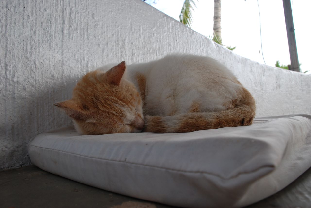 Gato de El Defin Blanco