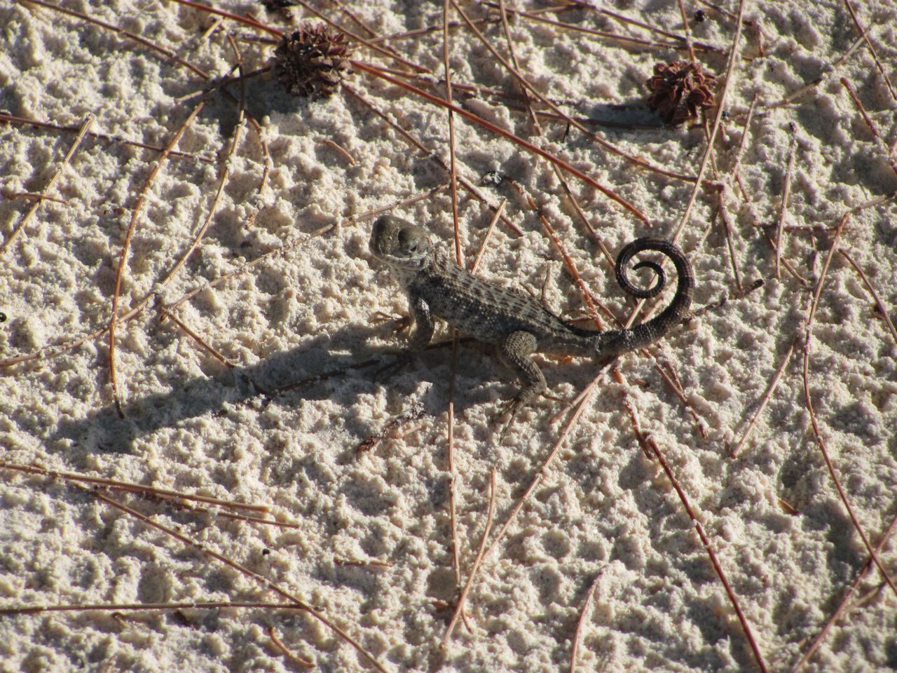 Small curly tailed Half Moon Cay Lizard