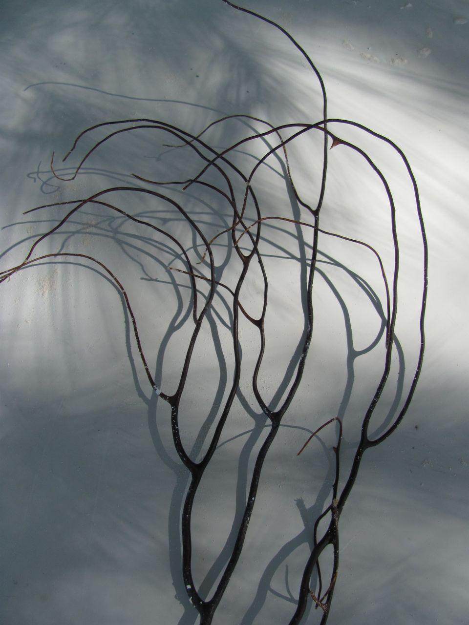 Seaweed Shadows